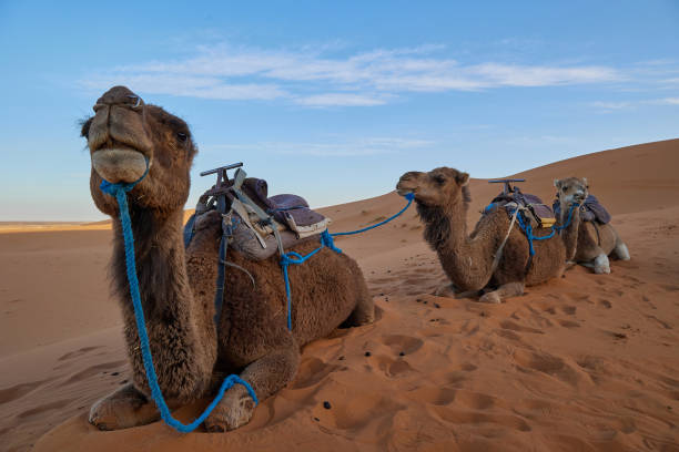 istock Camels Resting in Merzouga Desert 2159722480