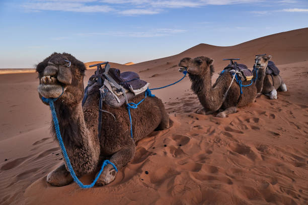 istock Camels Resting in Merzouga Desert 2159722491