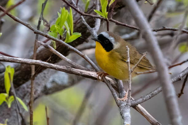 istock Yellowthroat portrait 2159722590