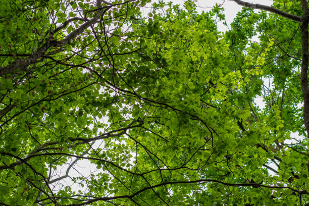 Green beech leaves background on a tree ceiling woodland forest