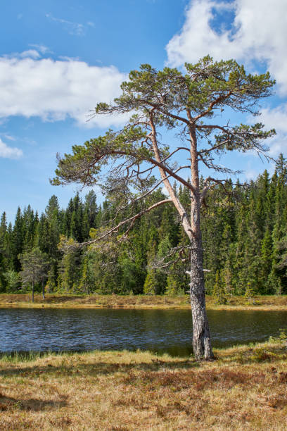 istock Beautiful mountain lake in central Norway 2159723845