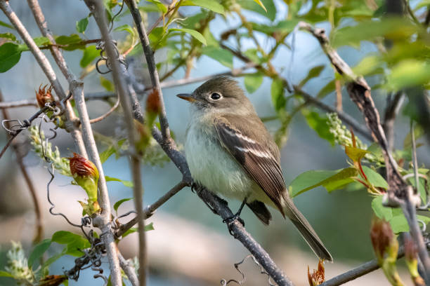 istock Portrait of a flycatcher 2159724045