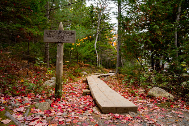 Wooden Plank through the forest at Jordon Pond, Acadia National Park, Maine