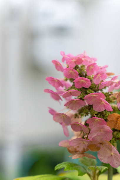 Oak-leaved Hydrangea in full bloom on a rainy day