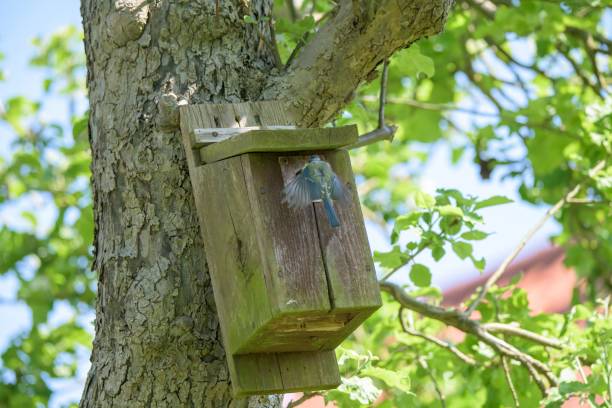 istock A Blue tit, Cyanistes caeruleus, with its wings open as it is entering into its nesting box fixed to a tree 2159731154