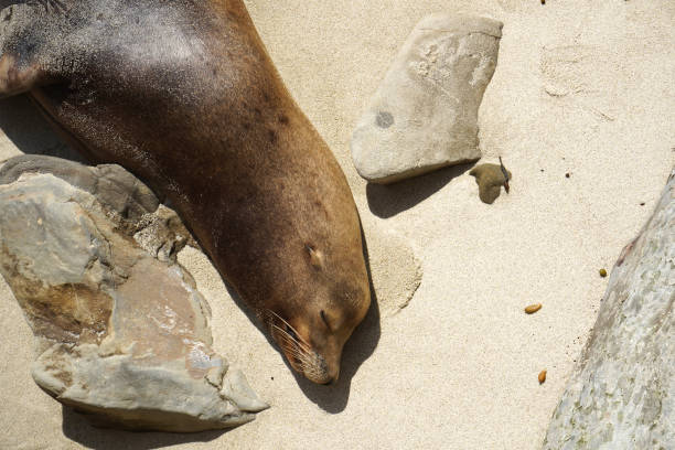 A large sea lion is sunbathing on the sand at the cove in La Jolla