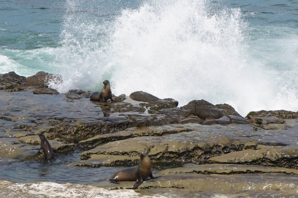Seals are sunning on the reef as a large wave is crashing behind them.