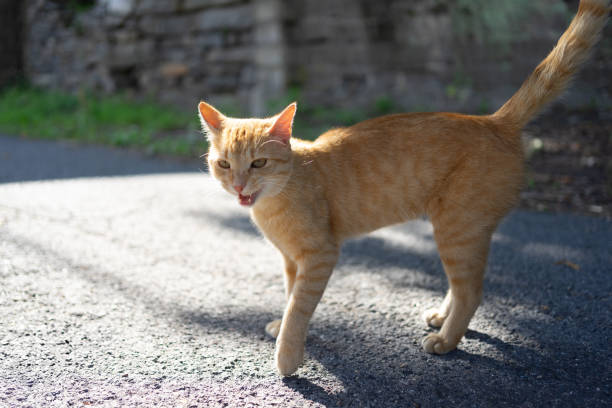 istock Orange cat in street 2159732946