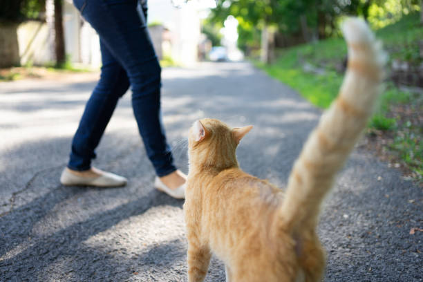 istock Orange cat in street 2159732954