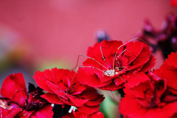 A big spider crawling on red flowers