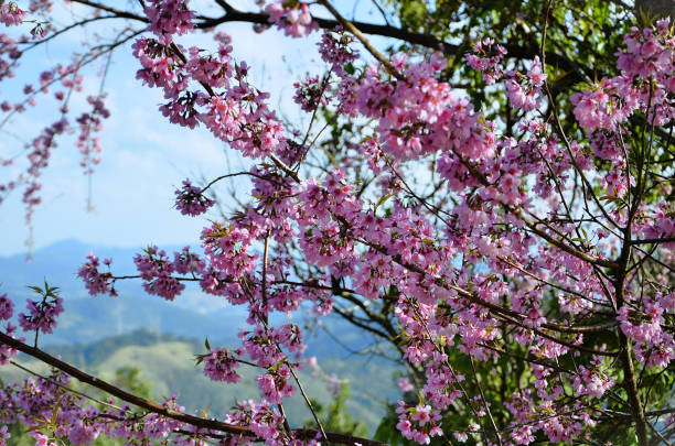 istock Beautiful pink cherry blossoms (Prunus serrulata) in the mountains 2159734771