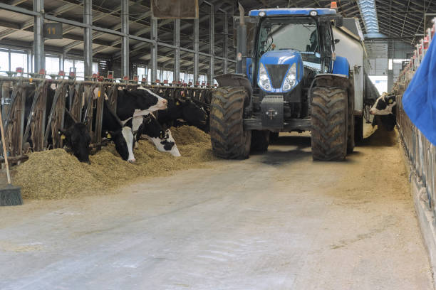 istock Cows feeding in cowshed on a dairy cattle farm. Tractor distributes feed to animals. 2159735481