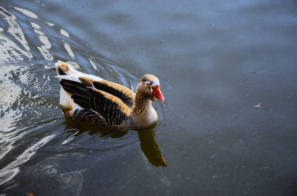 An Anser anser domesticus at the lake in the late afternoon