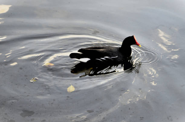 Beautiful Gallinula chloropus Linnaeus in the water of the lake in the field in the late afternoon