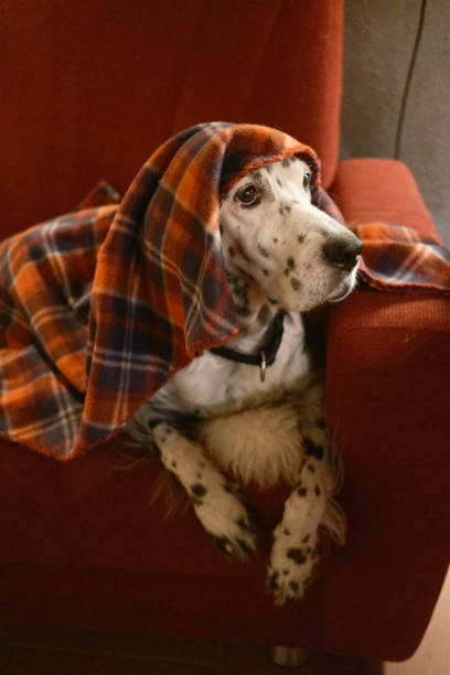 English setter dalmatian dog