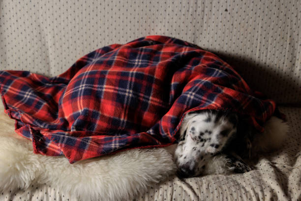 English setter dalmatian dog