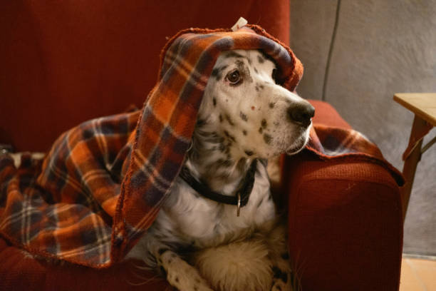 English Setter puppy sleeping on the sofa back pillow, Norway