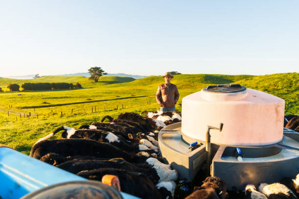 istock Farmer at work feeding calves with milk feeder at farm. 2159737513