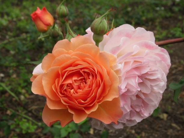istock Beautiful Bright Closeup David Austin Orange Pink Roses 2159737741
