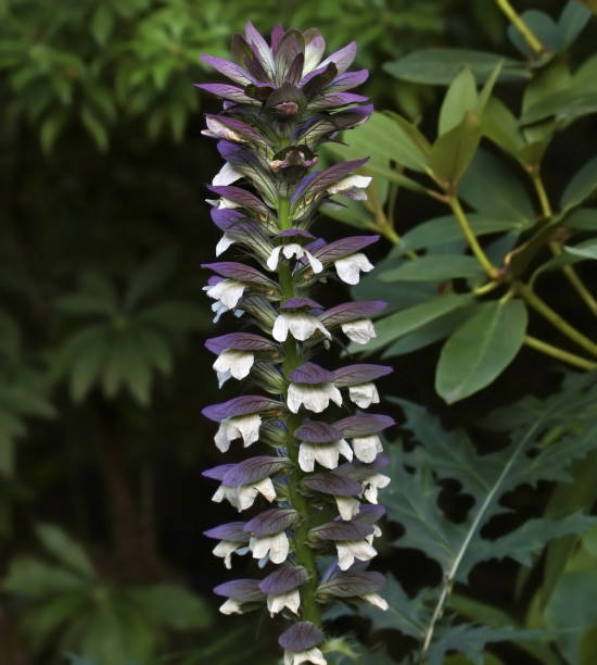 istock Shaft of  Acanthus mollis (Bear's Breeches) 2159739968