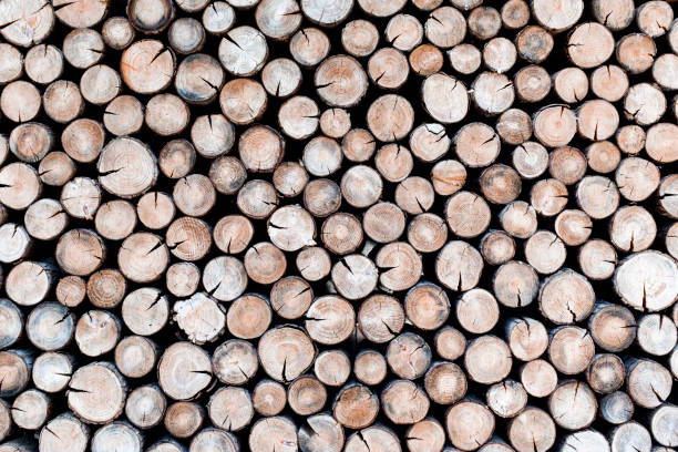 Trees cross-section of a whole wall