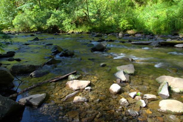 istock Stream flowing in a ravine surrounded by lush foliage 2159742542