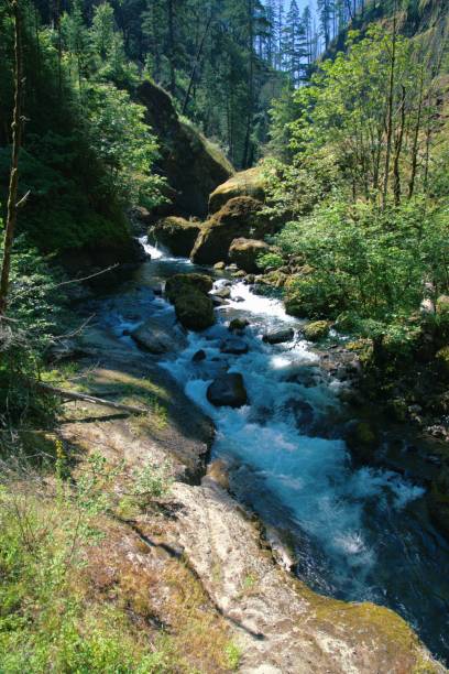 istock Stream flowing in a ravine surrounded by lush foliage 2159742553