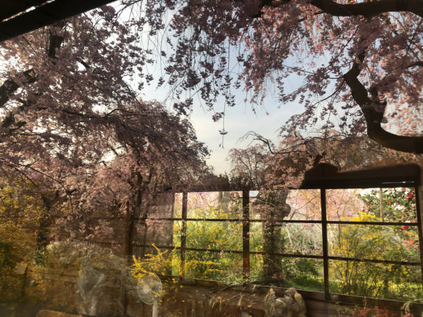 istock Japanese cherry blossom reflecting window in old folk house 2159742869