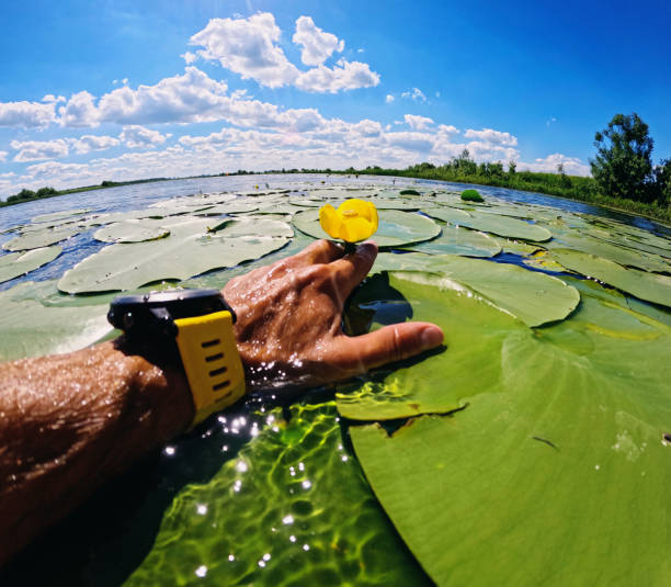 A stunning pink water lily floating on the surface of a lake pond, positioned to the right of the photo. The serene scene is complemented by green foliage and raindrop waves creating ripples on the water during rainy weather. This close-up captures the delicate beauty of the lotus and the tranquil atmosphere of the pond.
