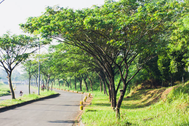 Landscape view of empty road and trees