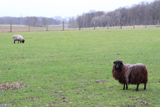 istock Two sheep peacefully grazing on grass in a serene green field with trees in the background 2159743451