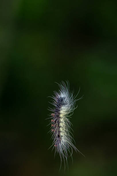istock Caterpillar hanging from a thread in the Rainforest in pangsida national park, Sa Kaeo Province, Thailand. 2159744491