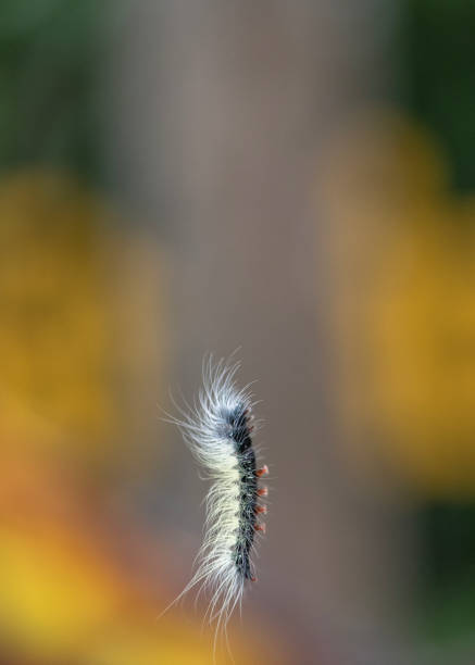 istock Caterpillar hanging from a thread in the Rainforest in pangsida national park, Sa Kaeo Province, Thailand. 2159744492