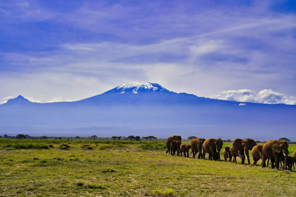 istock Elephants and Kilimanjaro 2159746998