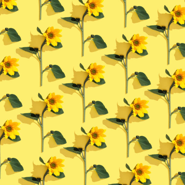 istock Floral linear pattern sunflowers with green leaf at sunlight on yellow background. Nature environment concept, season nature still life, blooming flower casting shadows, minimal trend flat lay 2159747288