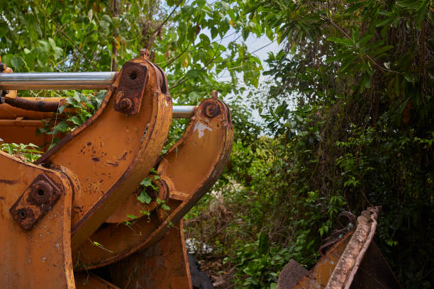 heavy construction equipment left in the forest, overgrown with plants