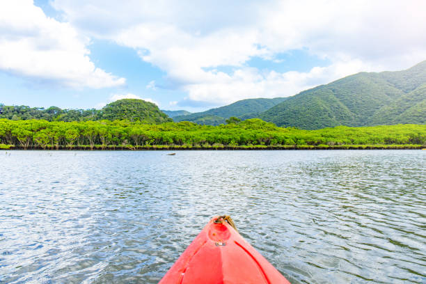 Amami Oshima Mangrove Virgin Forest