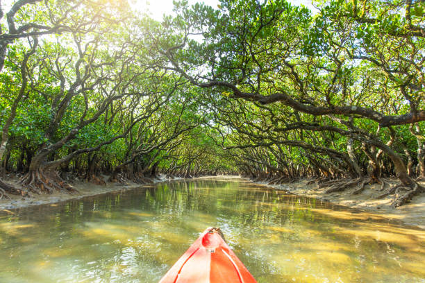Amami Oshima Mangrove Virgin Forest
