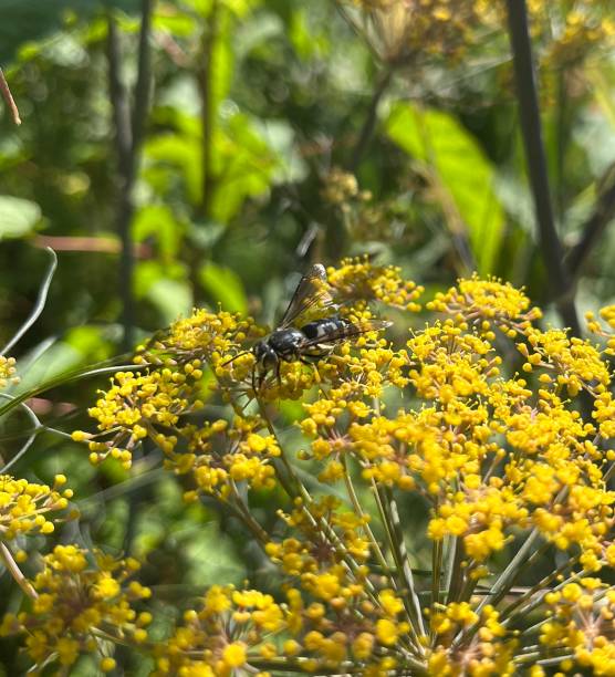 istock Four-banded stink bug hunter wasp Bicyrtes quadrifasciatus 2159757568