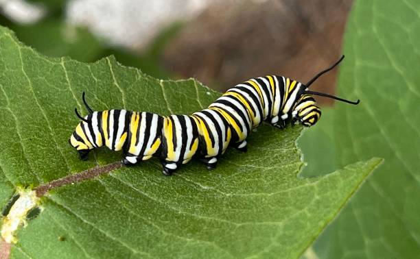 istock Monarch Butterfly Caterpillar 5th Instar Danaus plexippus 2159757582