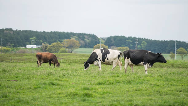istock milk cows herd grazing grass at Asagiri Kogen farm, Fujinomiya 2159759155