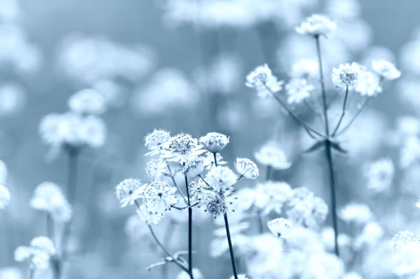 istock Nature background with spring flowers. Selective and soft focus. Close up. 2159760123
