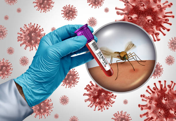 Dengue Virus Outbreak Dengue Virus Outbreak as a mosquito-borne illness or breakbone fever or a viral infection caused by an mosquitoes resulting in West Nile Virus Zika or malaria. malaria blood sample stock pictures, royalty-free photos & images