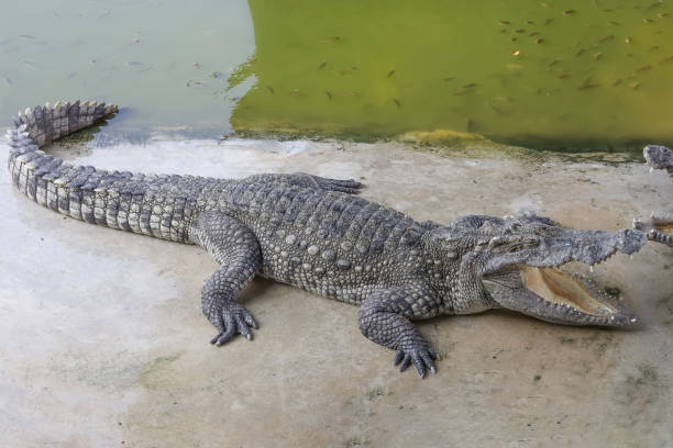 istock Close-Up of a Resting Crocodile by the Water 2159763948