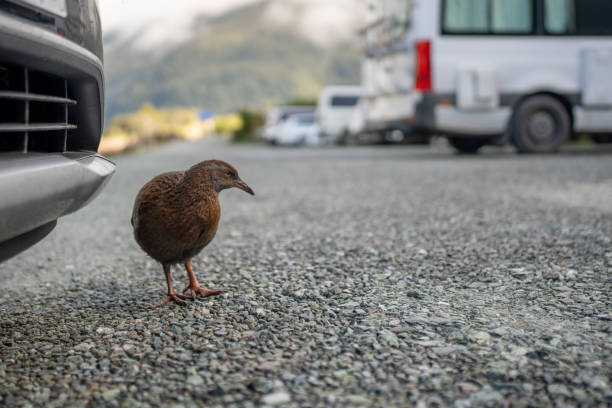 A curious Weka wonders into carpark in Fiordland National Park, New Zealand