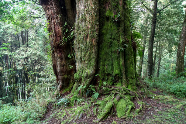 The biggest tree in Alishan national park at taiwan