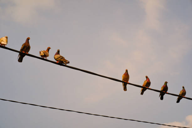 Nature Photography Flock of pet pigeons perched on an electric cable. Outdoor pets. Graphic Resources. Animal Landscape. Animal Behavior.