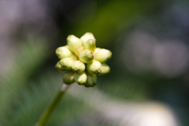 Macrophotoraphy of Calliandra Surinamensis flower seeds. Textured Details of beautiful and exotic Plants in the wild. Graphic Resources. Botanical Photography. Plants Close-up. Nature Photography