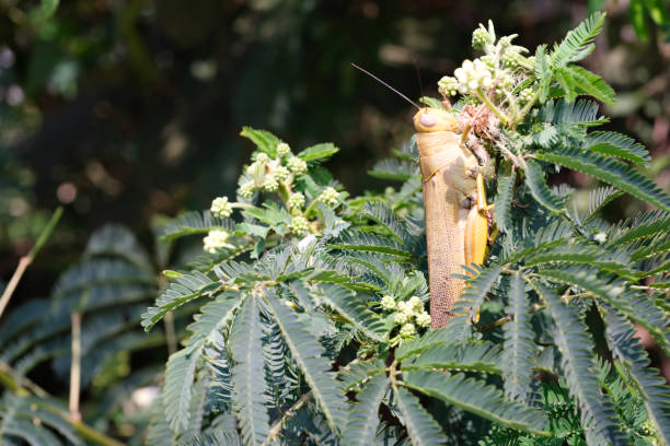 Giant leafhopper or Phyllium fulchrifolium hiding in the bushes. Macro shot of beautiful and exotic animals in the wild. Graphic Resources. Macro Photography. Animal Close-up. Wild Nature Concept