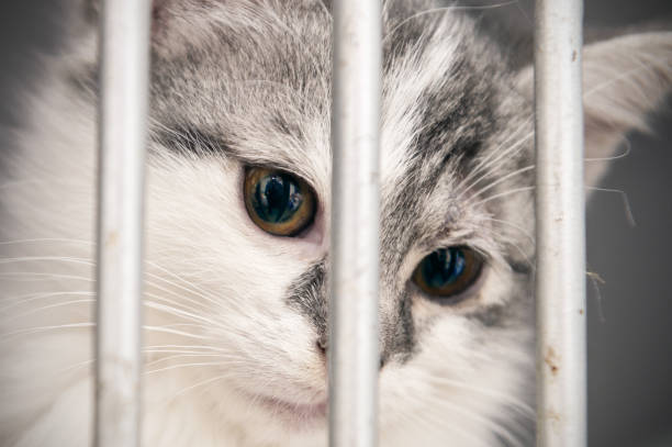 istock Kitten in a cage in a shelter. cats in a veterinary clinic. 2159765048